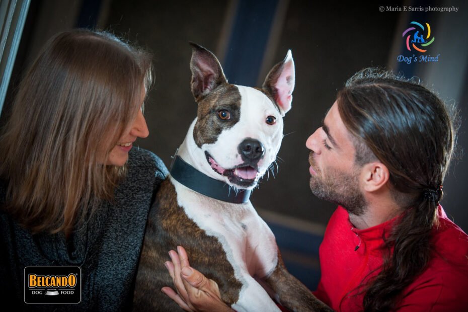 εκπαίδευση σκύλων πιτ μπουλ pit bull