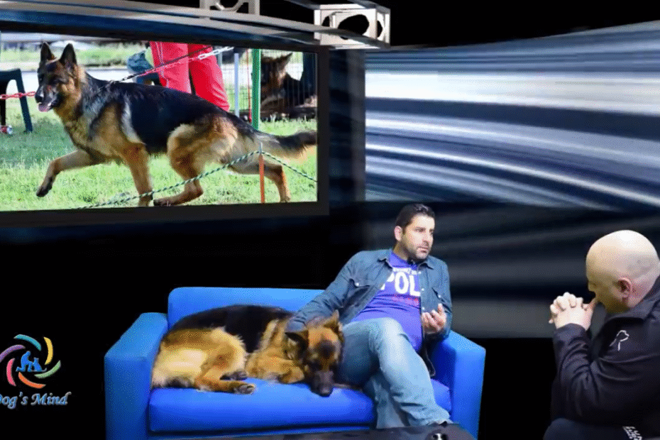 Γερμανικός Ποιμενικός - German Shepherd από τον Εκτροφέα Αρτίν Ανδρέα Κασαπιάν