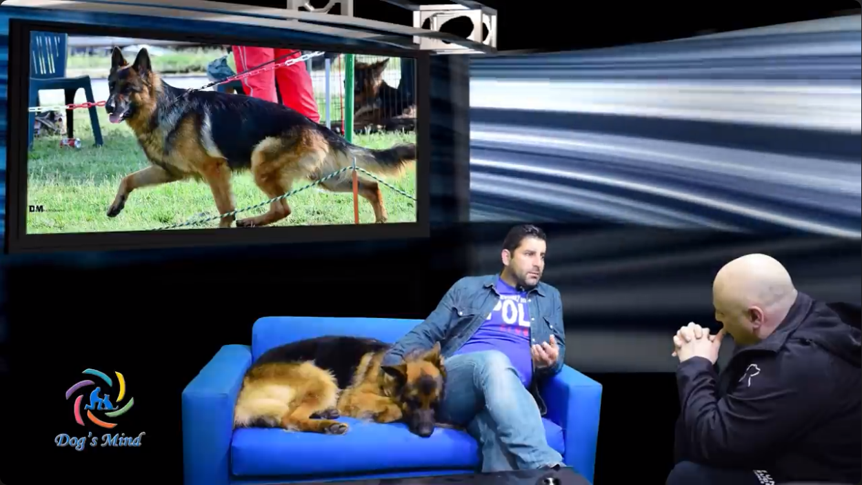 Γερμανικός Ποιμενικός - German Shepherd από τον Εκτροφέα Αρτίν Ανδρέα Κασαπιάν