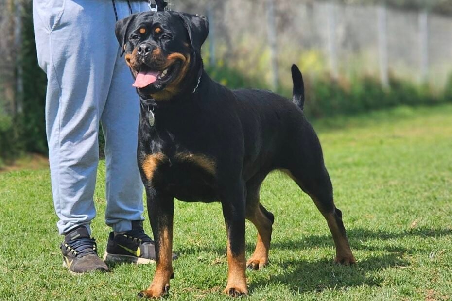 rottweiler ροτβαιλερ εκπαίδευση σκύλων