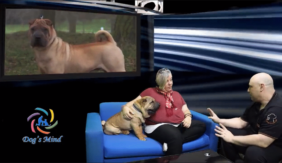 shar pei εκπαίδευση σκύλων