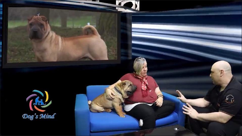 shar pei εκπαίδευση σκύλων