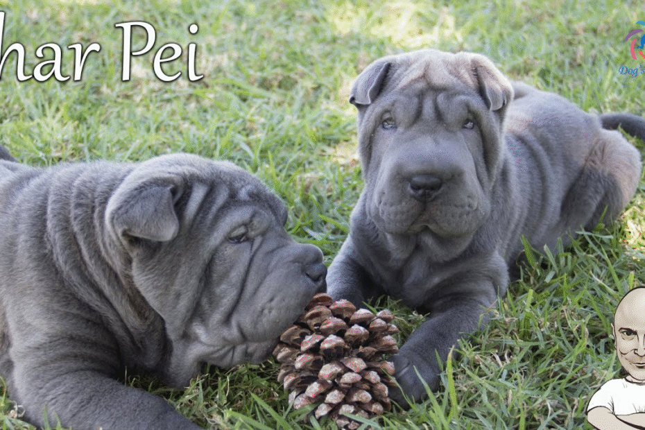 shar pei